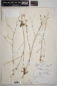 Stephanomeria thurberi image