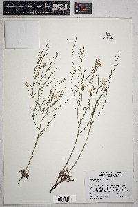 Stephanomeria thurberi image