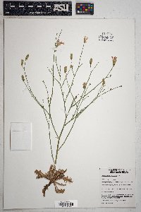 Stephanomeria thurberi image