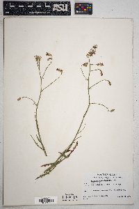 Stephanomeria thurberi image