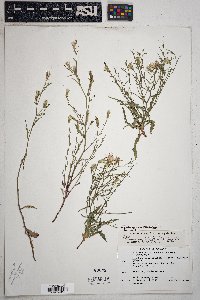 Stephanomeria thurberi image