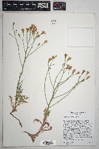 Stephanomeria thurberi image