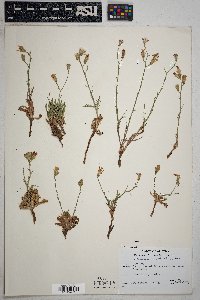 Stephanomeria thurberi image