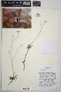 Stephanomeria thurberi image