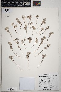 Stylocline micropoides image