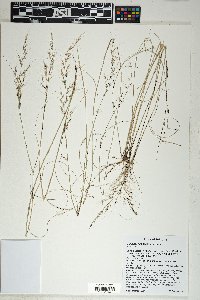 Muhlenbergia pauciflora image