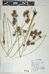 Cyperus flavicomus image