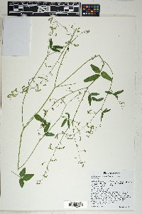 Desmodium neomexicanum image