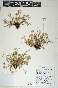 Potentilla subviscosa image