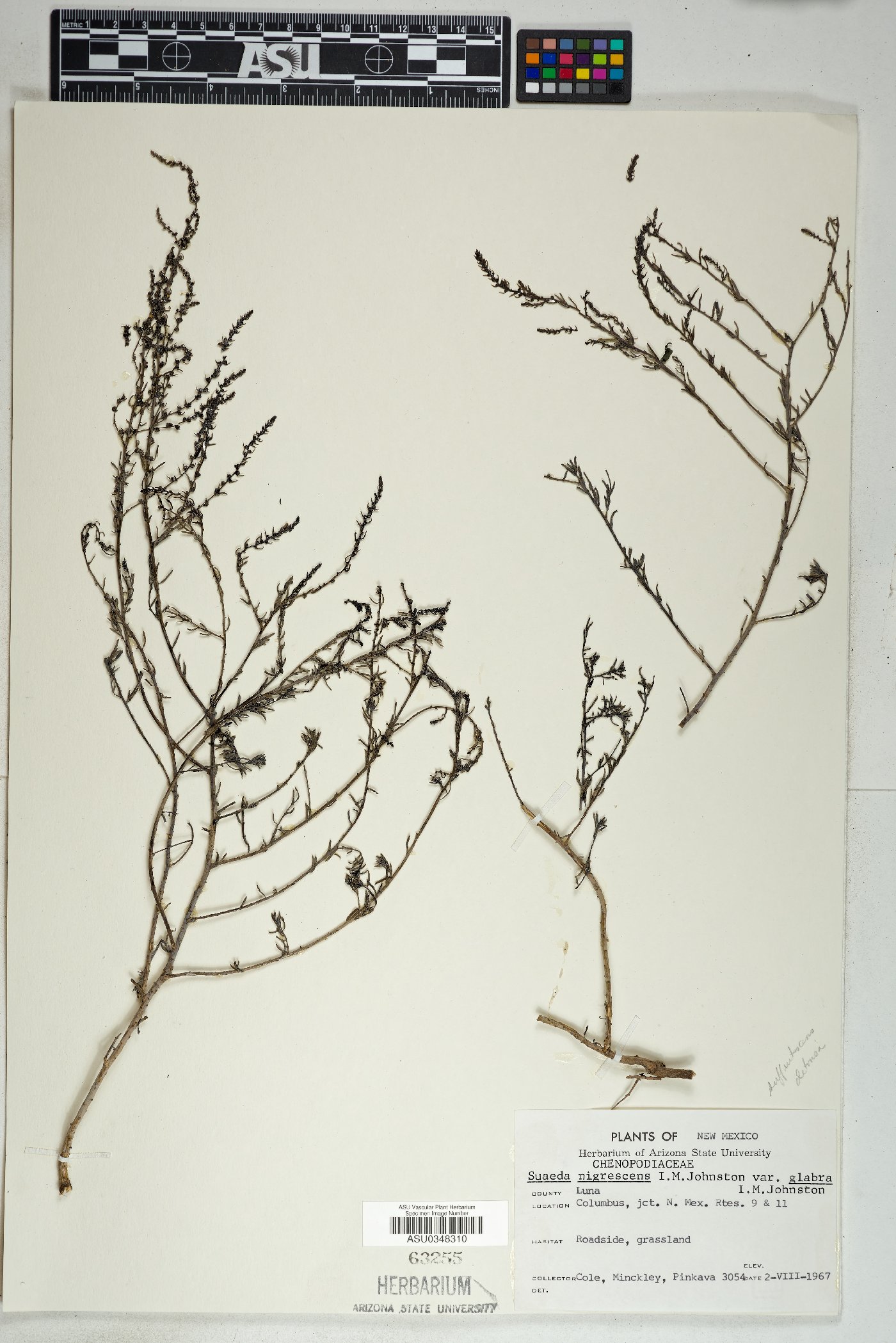 Suaeda nigrescens var. glabra image