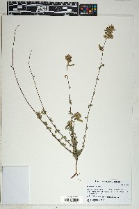 Waltheria indica image