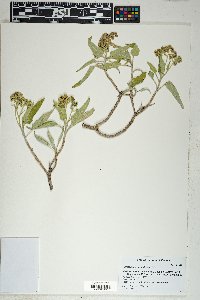 Parthenium tomentosum image