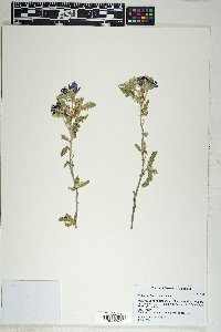 Solanum houstonii image