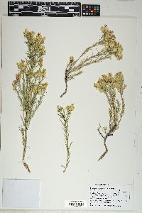 Ericameria parryi image