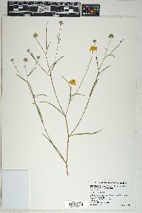 Heliomeris longifolia var. annua image