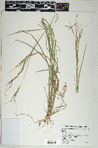 Heteropogon contortus image