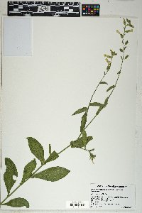 Nicotiana obtusifolia image