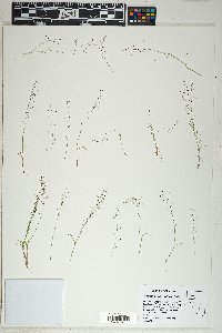 Muhlenbergia minutissima image