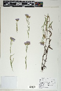 Symphyotrichum ascendens image