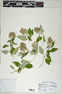 Buddleja parviflora image