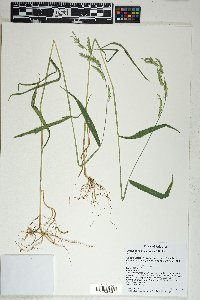 Eriochloa lemmonii image