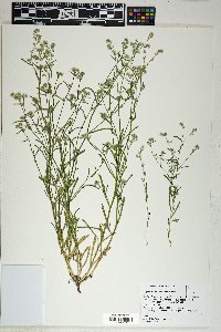 Cryptantha watsonii image