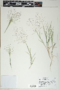 Muhlenbergia asperifolia image