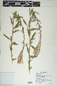 Atriplex wrightii image