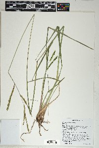 Paspalum dilatatum image