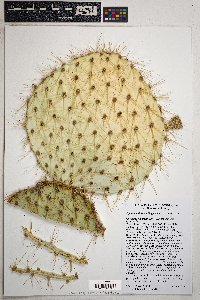 Opuntia chlorotica image