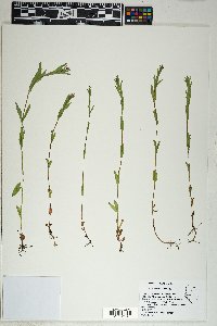 Epilobium saximontanum image