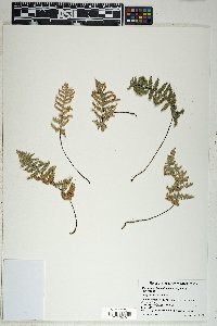 Myriopteris lindheimeri image