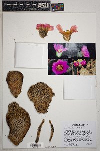 Opuntia basilaris image