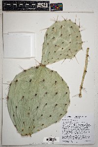 Opuntia engelmannii image