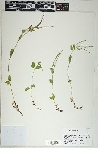 Epilobium oregonense image