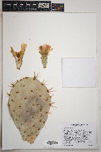 Opuntia oricola image