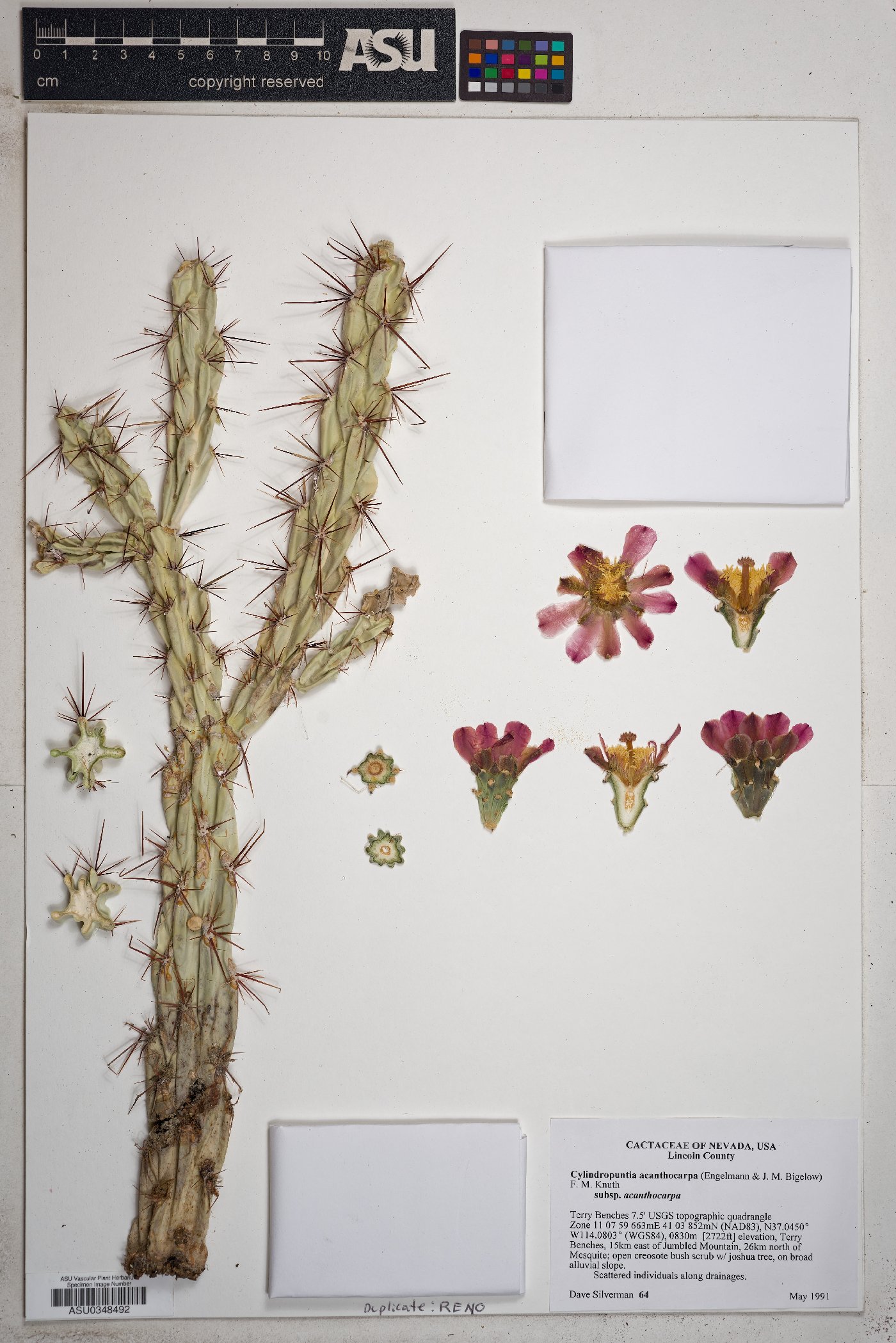 Cylindropuntia acanthocarpa subsp. acanthocarpa image