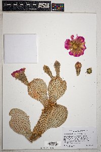 Opuntia basilaris image