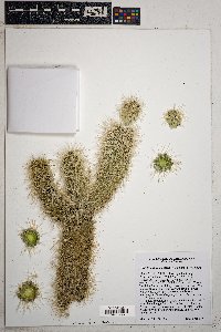 Cylindropuntia spinosior image