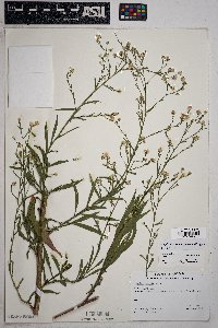 Symphyotrichum subulatum var. parviflorum image