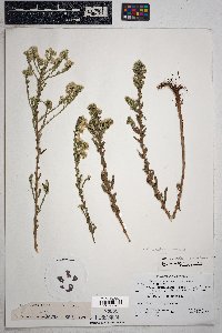 Symphyotrichum ericoides image