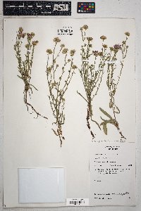 Symphyotrichum ascendens image