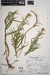 Symphyotrichum ascendens image