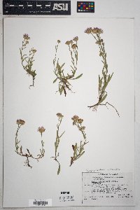 Symphyotrichum ascendens image