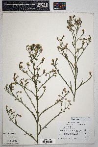 Symphyotrichum subulatum var. parviflorum image