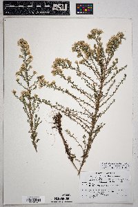 Symphyotrichum falcatum image