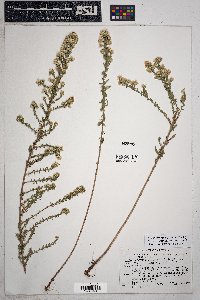 Symphyotrichum falcatum image