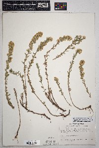 Symphyotrichum falcatum image