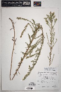 Symphyotrichum falcatum image