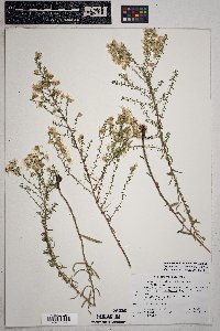 Symphyotrichum falcatum image